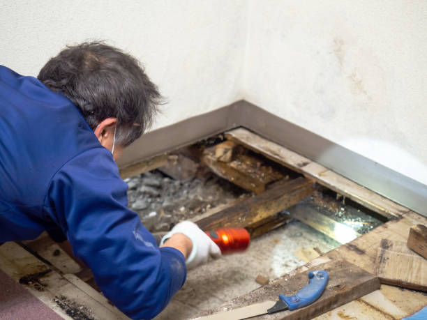 Best Office Mold Removal Services  in Bonners Ferry, ID