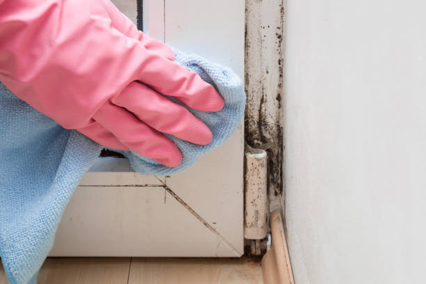 Best Mold Removal Company Near Me  in Bonners Ferry, ID
