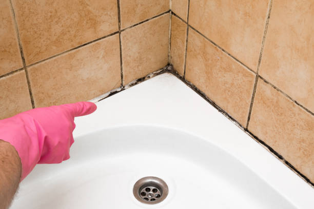 Professional Mold Removal in Bonners Ferry, ID